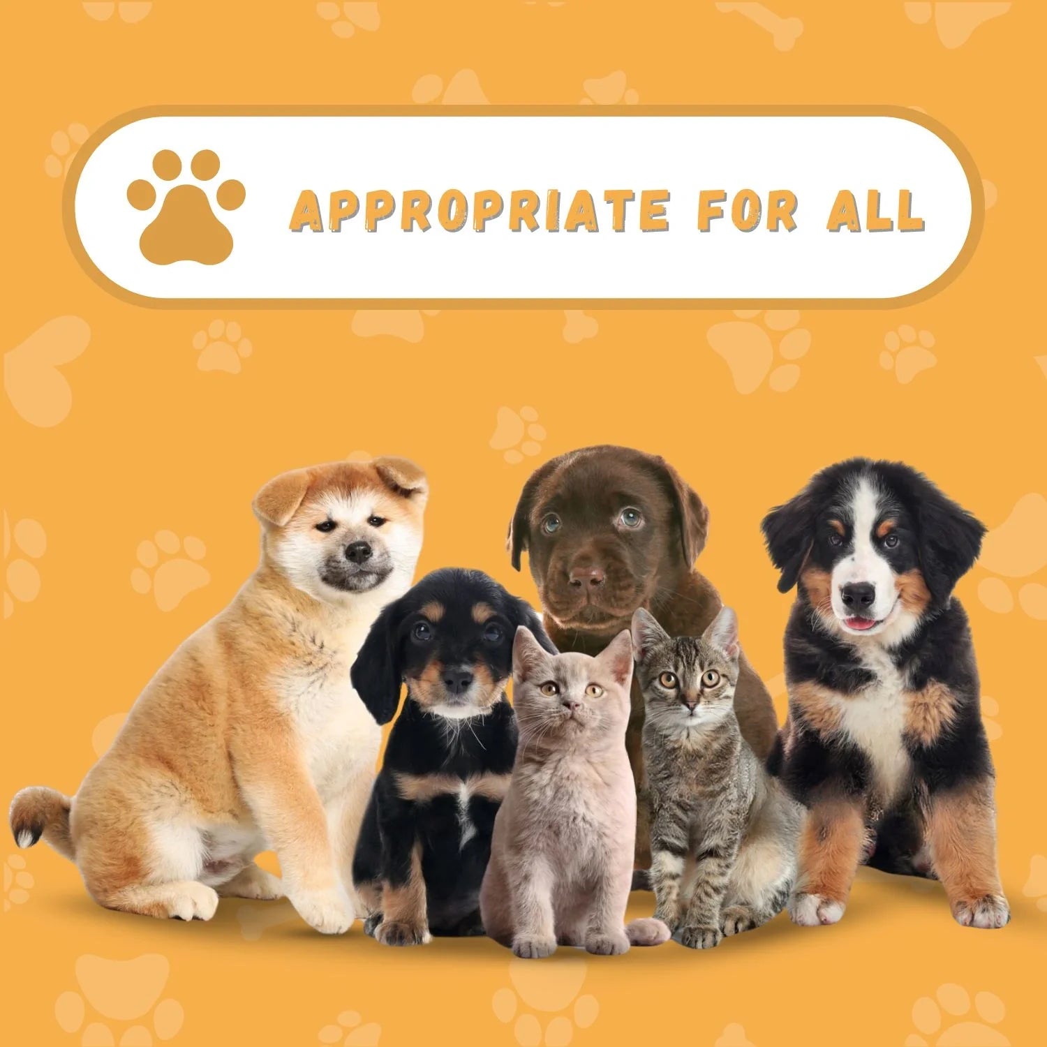Genie Pet Tag Oval